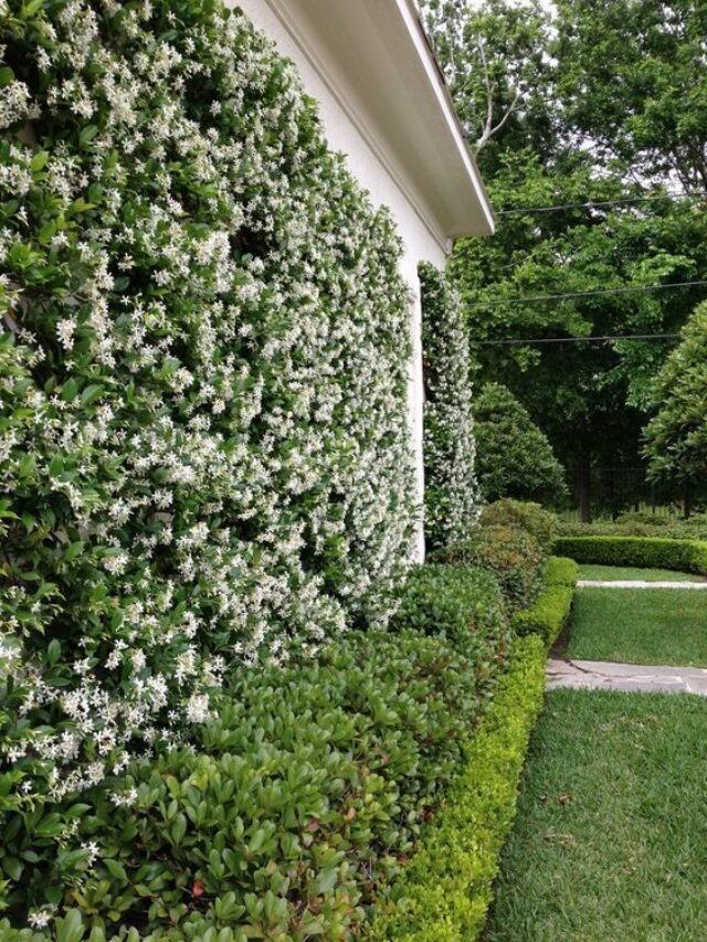 This Plant Makes the Perfect Fence Cover, and it Turns Your Backyard Into a Sweet-Smelling Haven