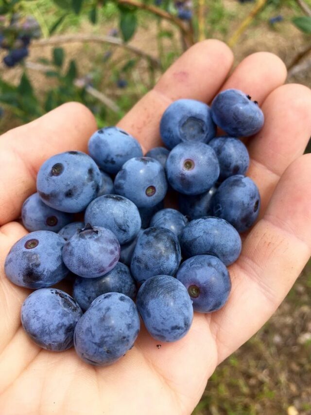 How many blueberries should I eat daily to see heart health benefits