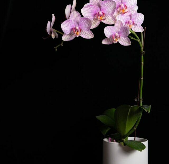 This Simple Hack Will Keep Your Orchid Alive Longer