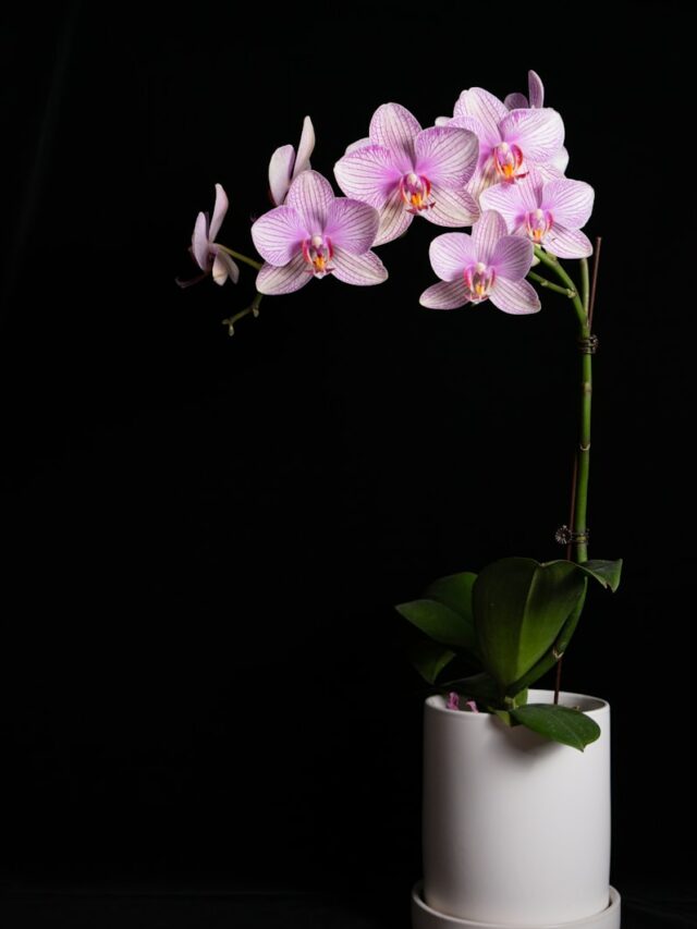 This Simple Hack Will Keep Your Orchid Alive Longer