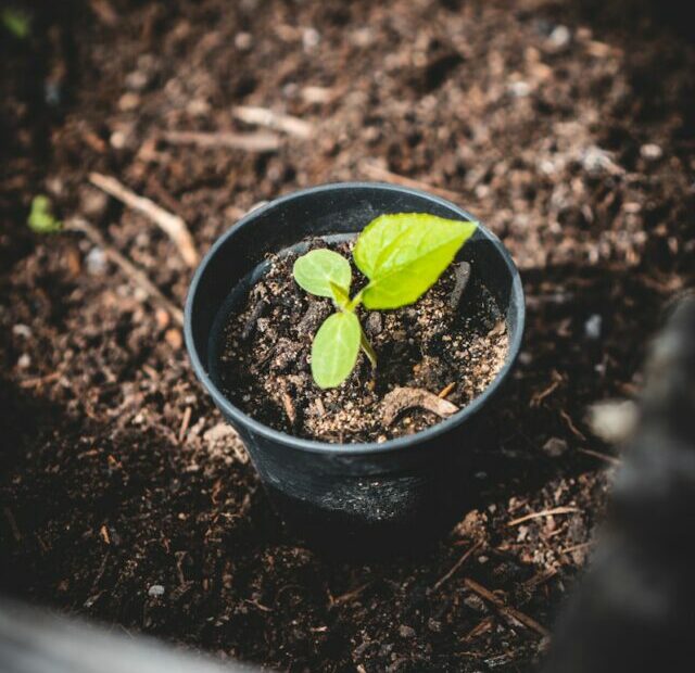 7 Signs You’re Overwatering Your Plants—Plus How To Fix It