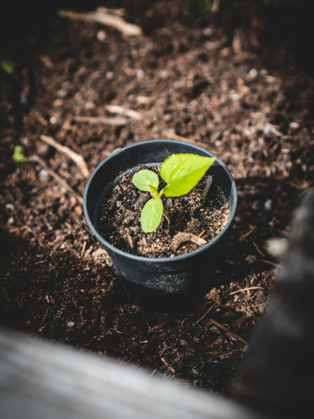 7 Signs You’re Overwatering Your Plants—Plus How To Fix It