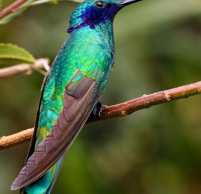 blue and green bird on top of brown branch during daytime