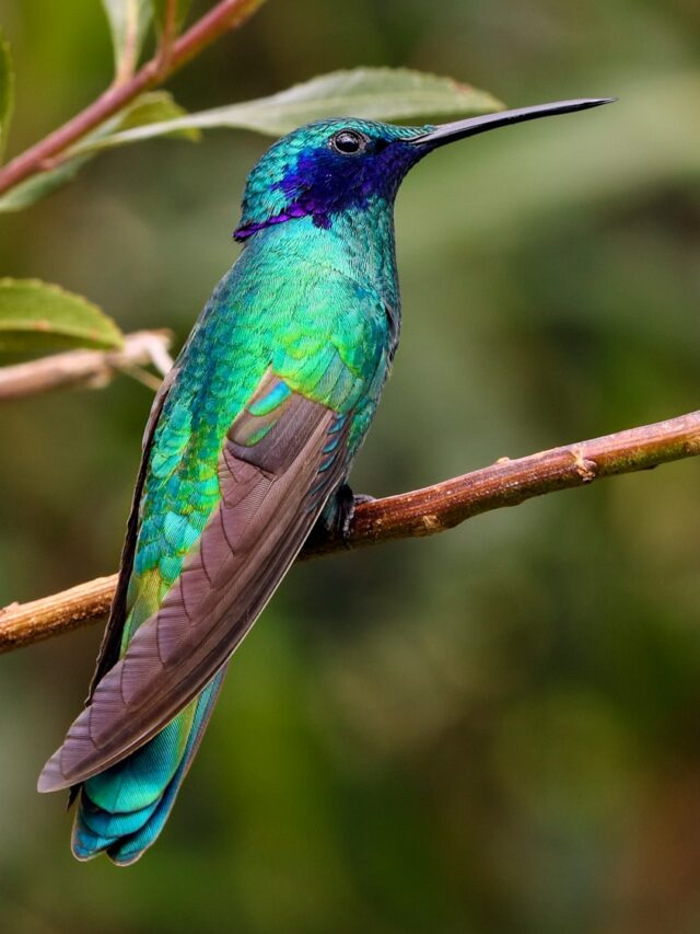 This Exotic-Looking Flower Adds Color To Your Yard While Attracting Hummingbirds