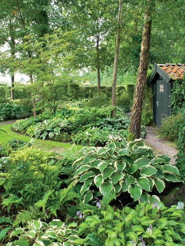 7 Ideas for Designing a Hosta Garden That Wows