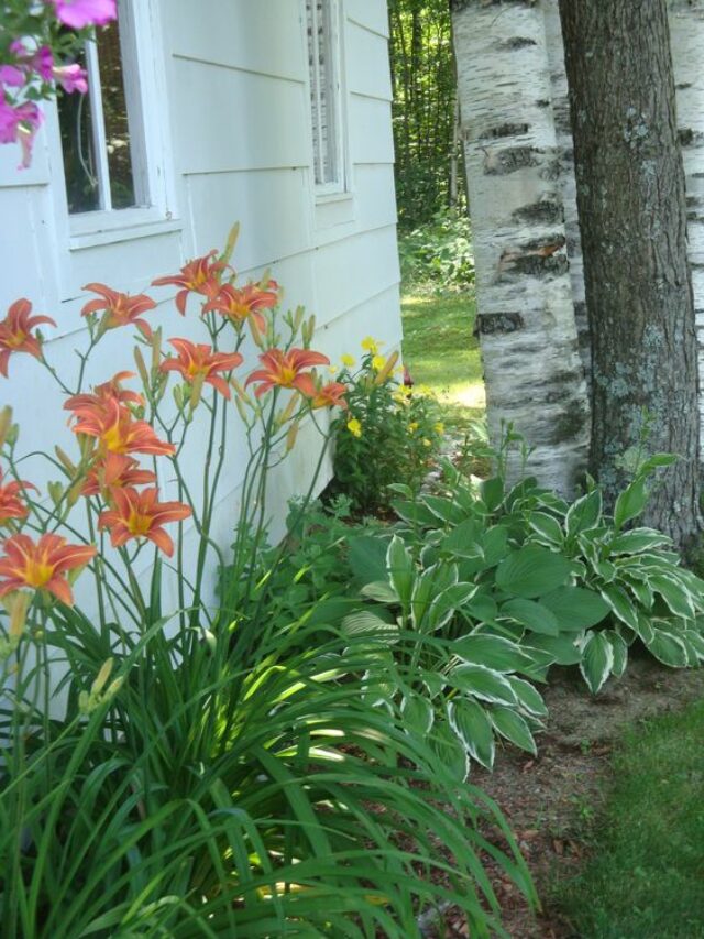 How can I incorporate hostas and daylilies into a small backyard space