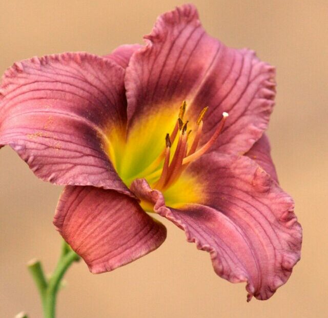 pink and yellow flower in tilt shift lens