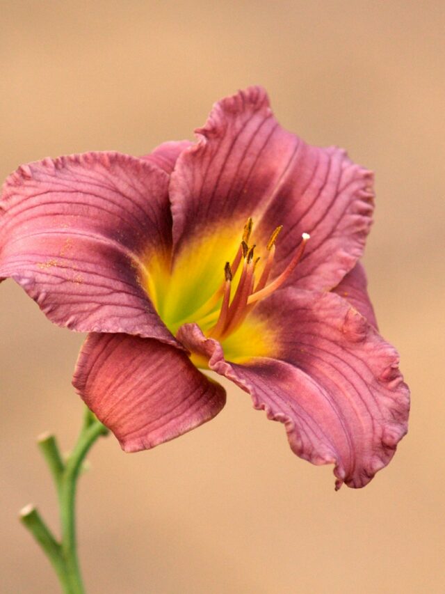 Why Do Daylilies Make Perfect Hosta Companions?