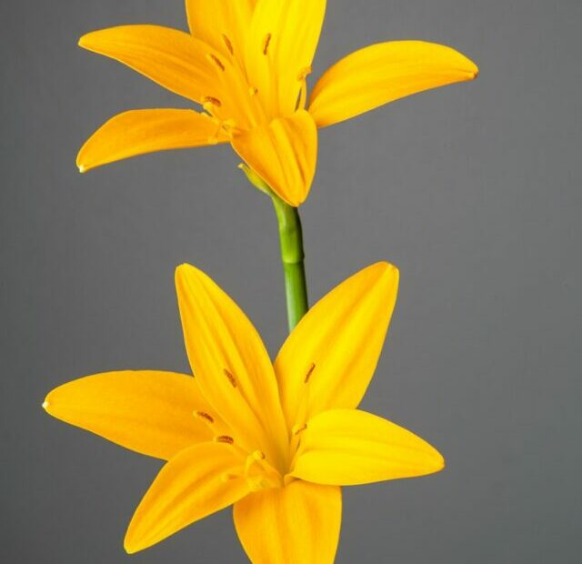 a couple yellow flowers