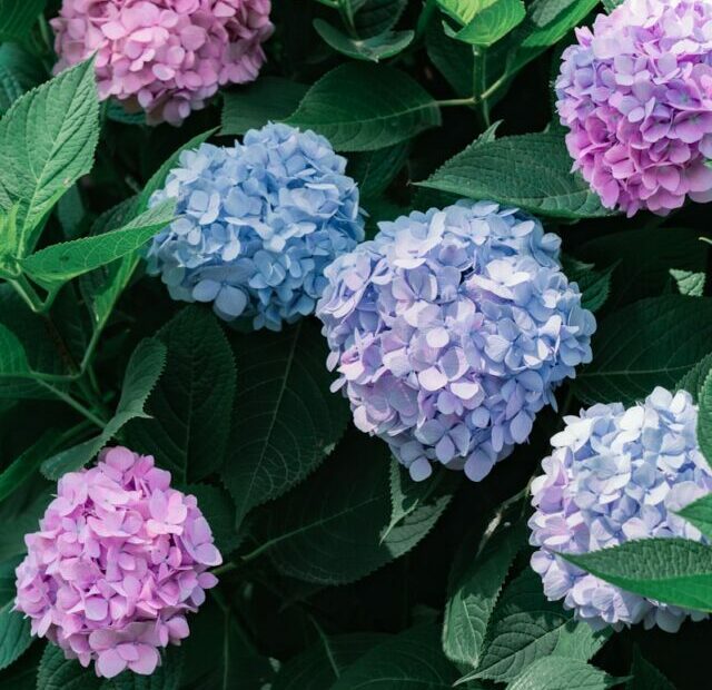 A bunch of purple and blue flowers on a bush