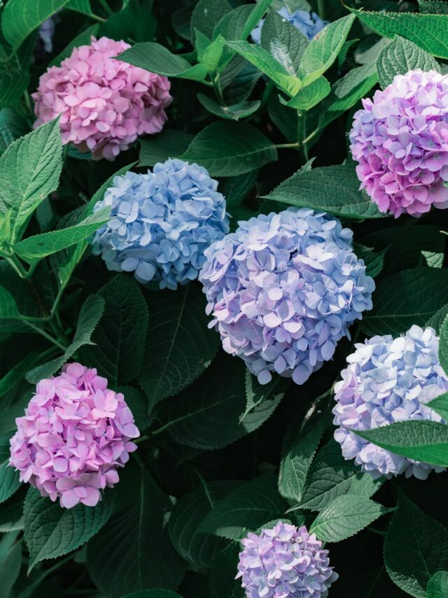 The Benefits Of Using Baking Soda On Your Garden Hydrangeas