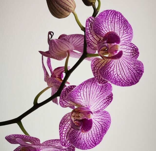 10 Essential Tips for Thriving Orchid Care: Keep Your Plants Blooming Year-Round