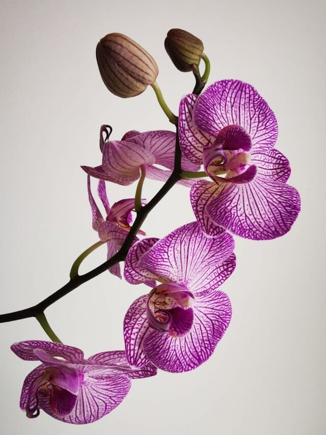 10 Essential Tips for Thriving Orchid Care: Keep Your Plants Blooming Year-Round