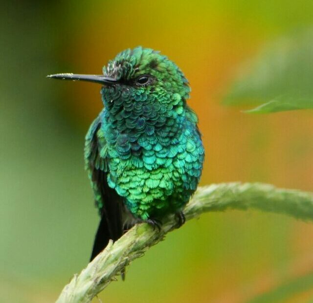 shallow focus green bird