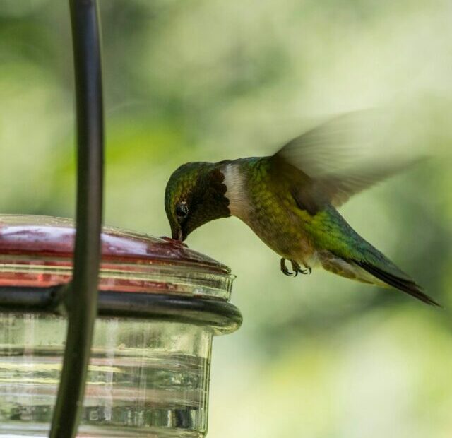 12 Beautiful Hummingbird Feeders That'll Turn Your Yard Into a Fairytale