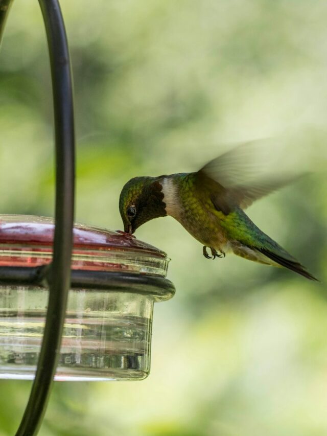 12 Beautiful Hummingbird Feeders That’ll Turn Your Yard Into a Fairytale