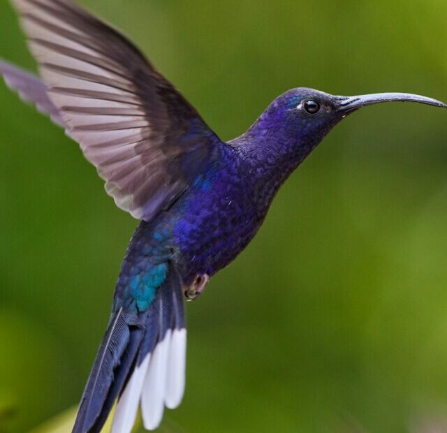 blue and green humming bird flying during daytime