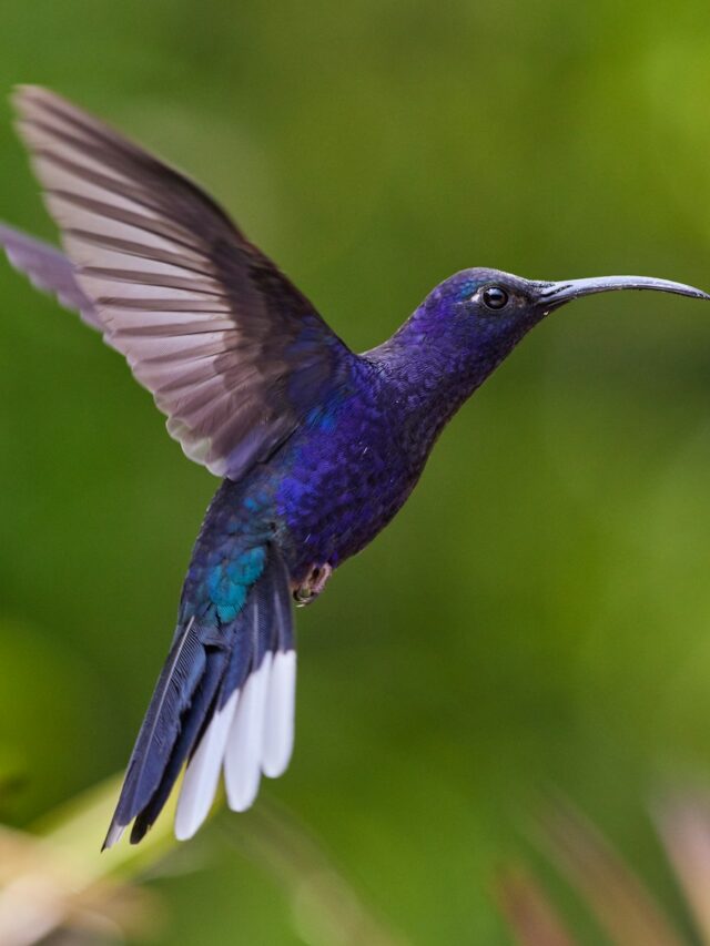 Winter Care for Hummingbird Flowers: Ready for Summer Blooms!