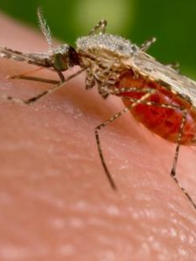 First case of Oropouche virus reported in Jefferson County