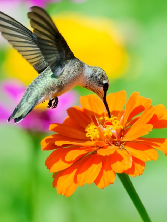 Create A Hummingbird Paradise With These Backyard Water Features