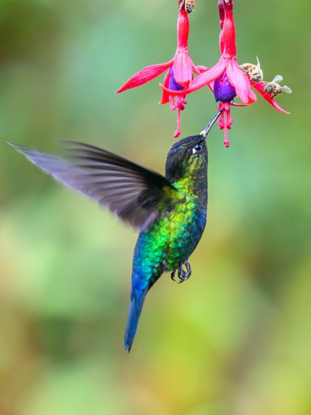 Hummingbird Moths That Could Visit Your Garden (& Which To Keep Away)