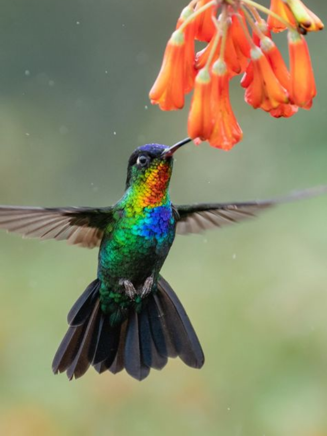 This Purple Plant is a Magnet for Hummingbirds & Butterflies