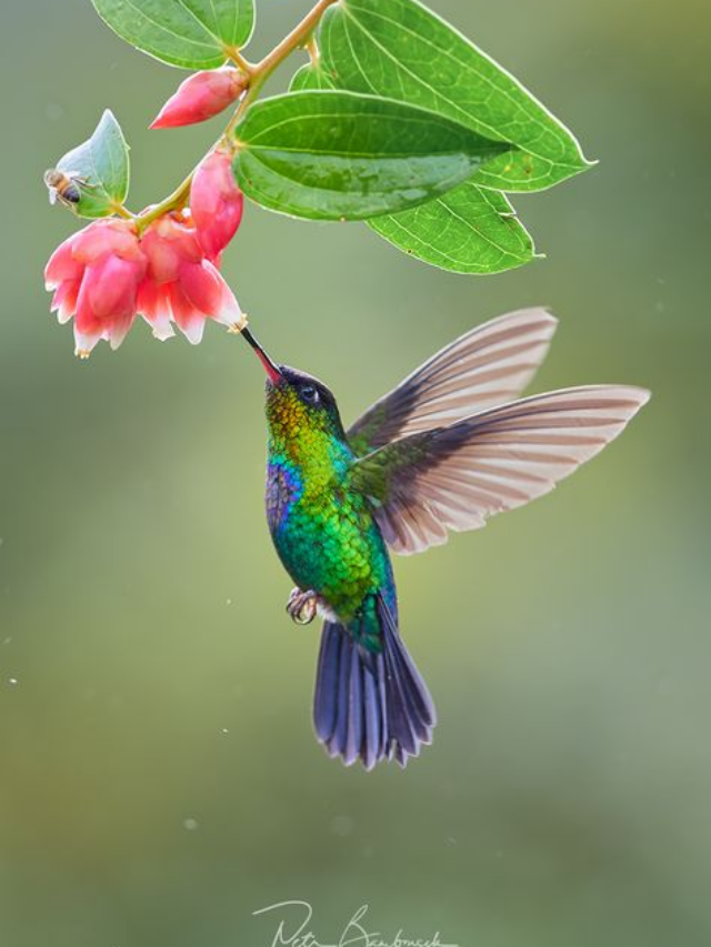 Why You Should Add A Hibiscus Flower To Your Hummingbird Feeder