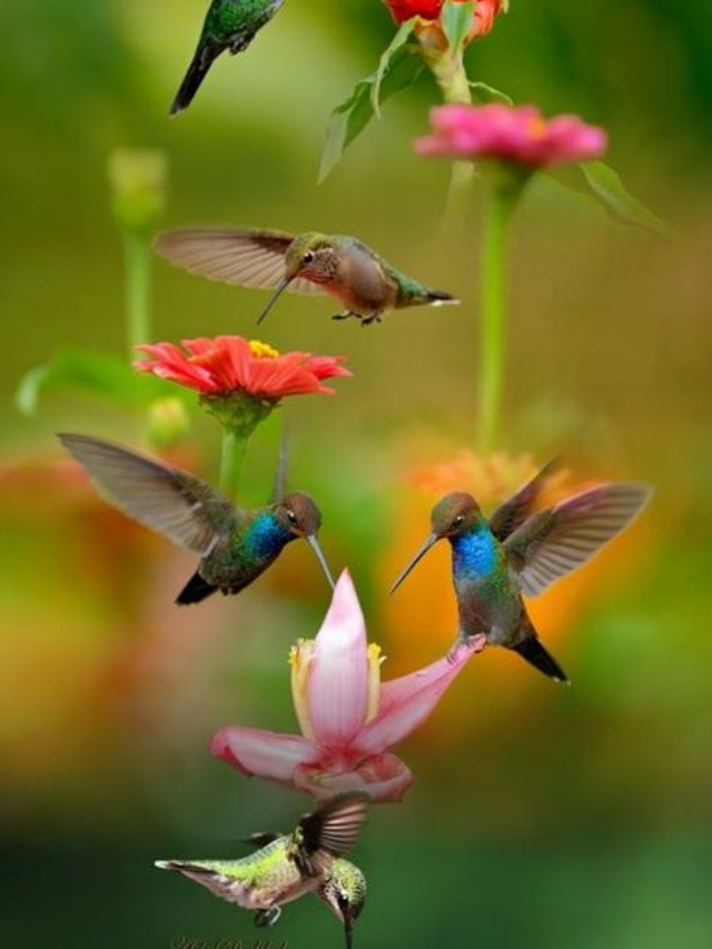 The Rufous Hummingbird has a 3,500-mile travel record, flying 2,000 miles nonstop during migration