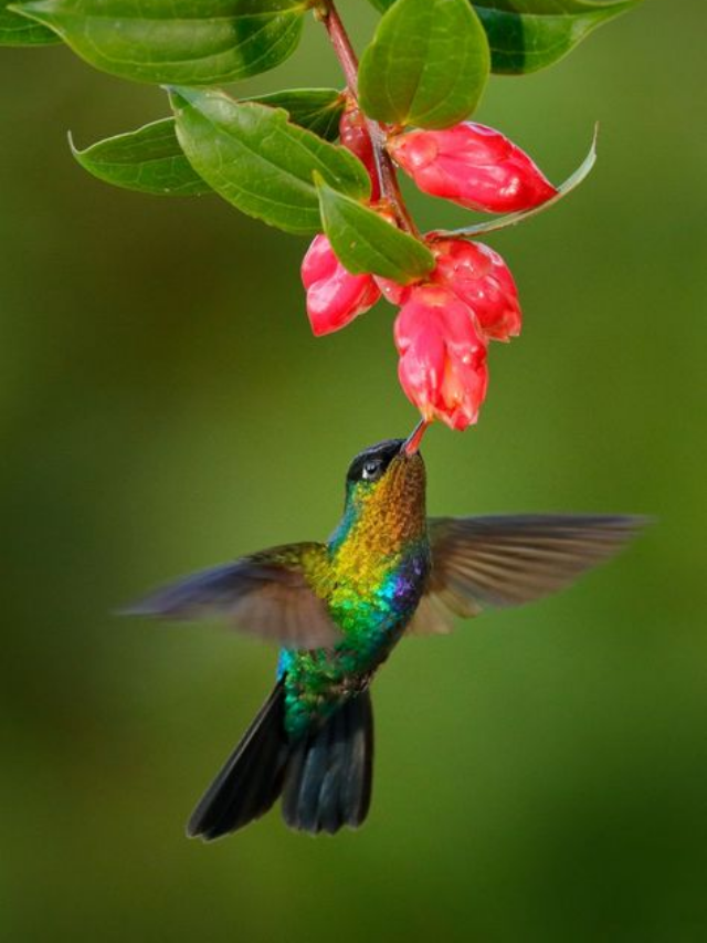 Year-Round Blooms: Overwintering Tips for Hummingbird-Favorite Flowers