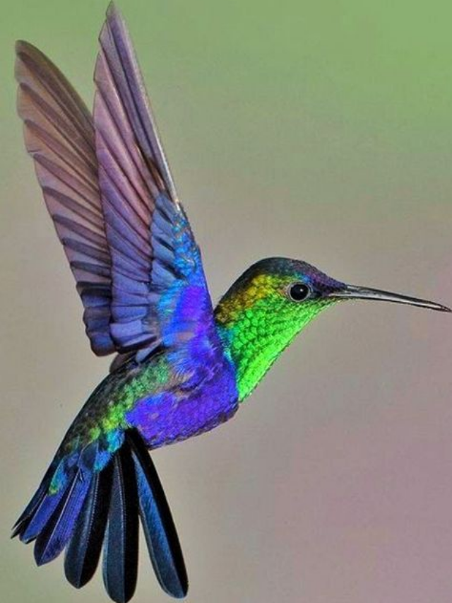 Maximize Your Garden’s Appeal: Overwintering Hummingbird-Favorite Flowers