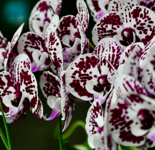 Boost Your Orchids' Blooms with Baking Soda: Here's How