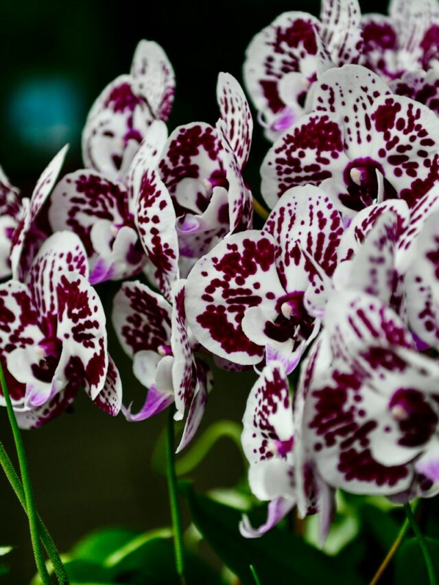 Boost Your Orchids’ Blooms with Baking Soda: Here’s How