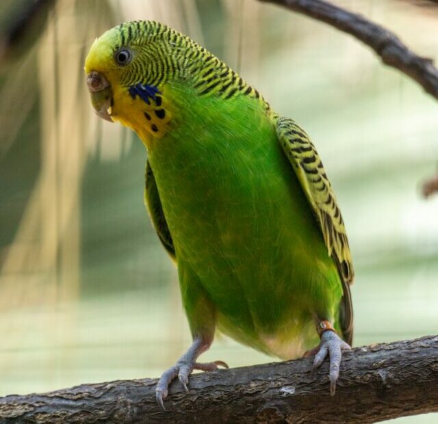 8 Top Quiet Pet Bird Species