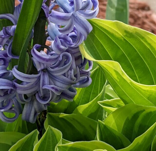 a close up of a purple flower on a plant