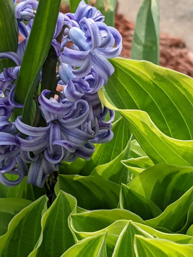 Best Hacks For Landscaping With Hostas And Daylilies