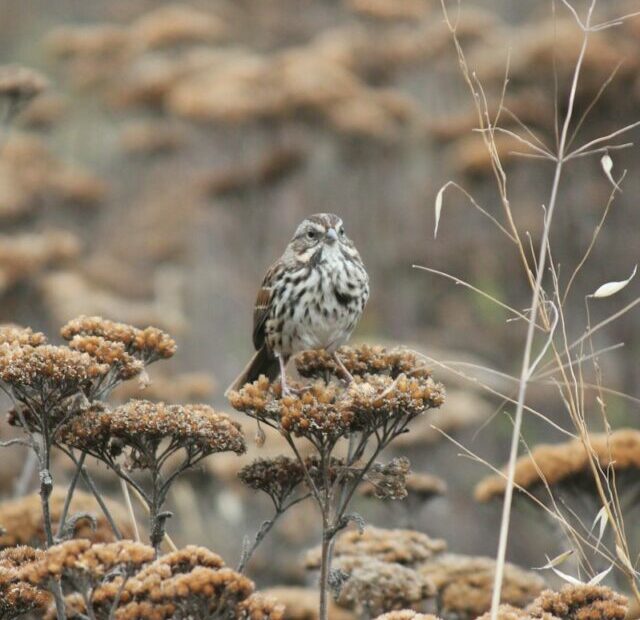 10 Flowers That Attract Songbirds: Irresistible Blooms