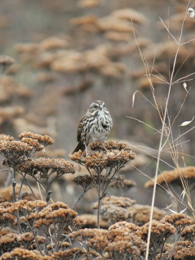 10 Flowers That Attract Songbirds: Irresistible Blooms