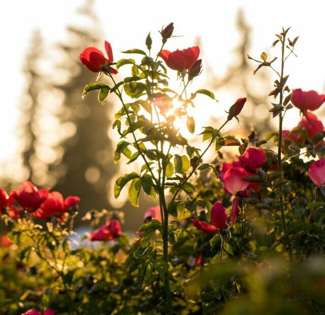 selective focus photo of red petaled flowers