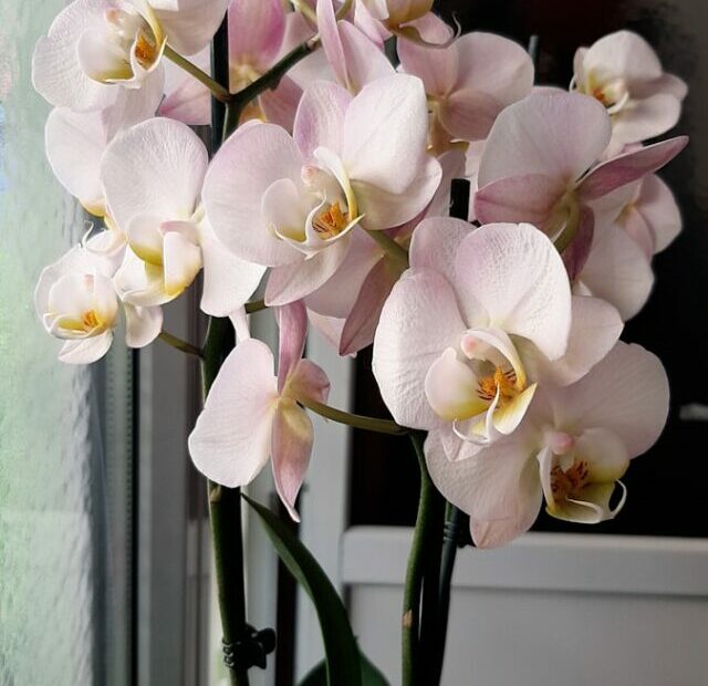 Hidden Meaning Behind 10 Stunning Orchid Colors