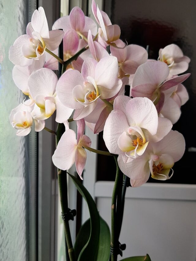 Hidden Meaning Behind 10 Stunning Orchid Colors