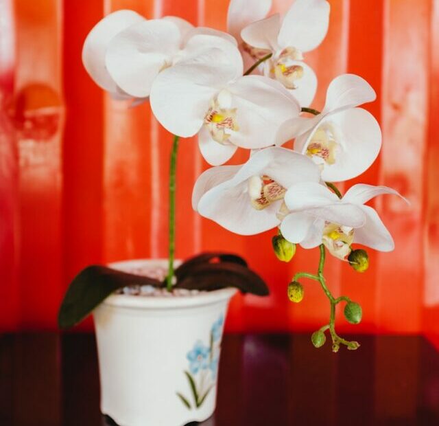 Transform Your Home with Orchids: Stunning Display Ideas for Every Room