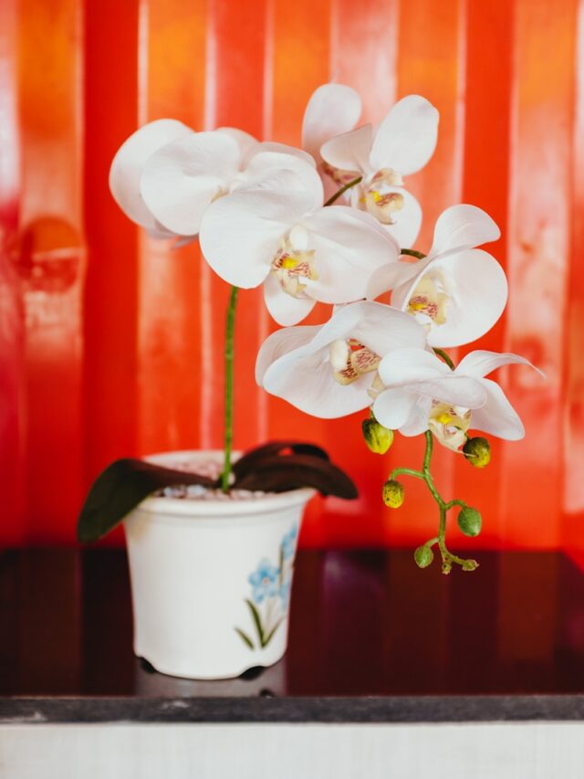 Transform Your Home with Orchids: Stunning Display Ideas for Every Room