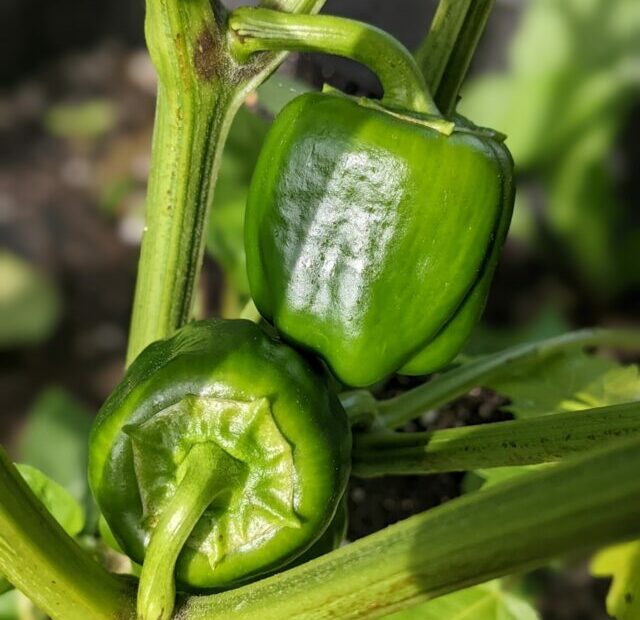 a green pepper on a plant