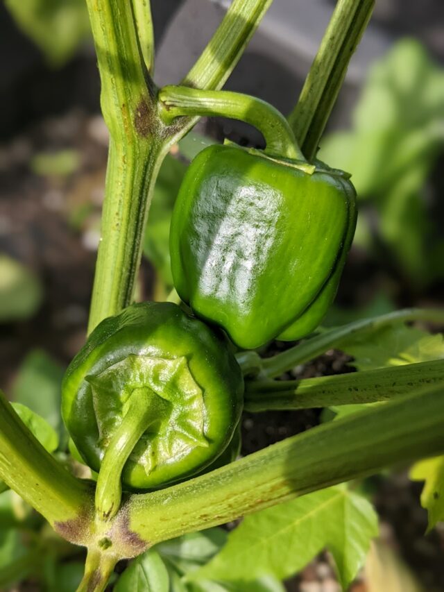 How to Prune Pepper Plants the Right Way and Get a Huge Harvest