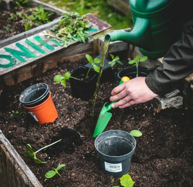 9 Reasons Why You Should Consider Growing Your Own Fruits and Vegetables