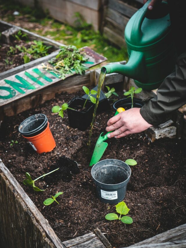 9 Reasons Why You Should Consider Growing Your Own Fruits and Vegetables