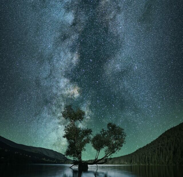 green leafed tree on body of water under starry sky