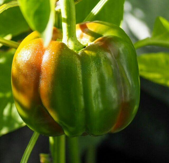 green and red bell pepper