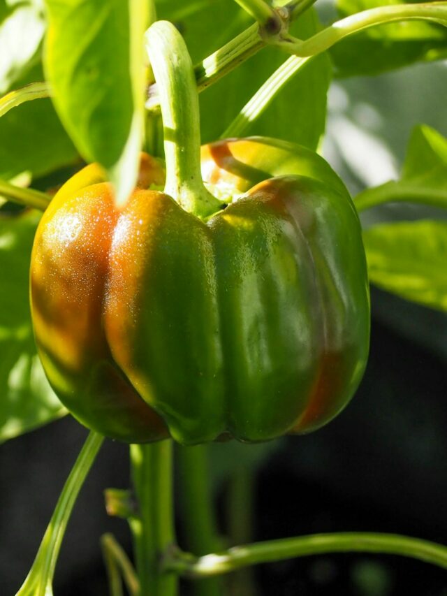 The Mulch That Gives Pepper Plants Extra Nutrients While Blocking Out Weeds