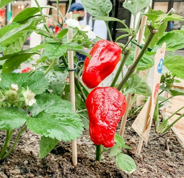 red chili pepper on brown wooden crate